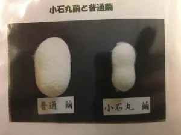 最高級日本在来種小石丸とは？サムネイル